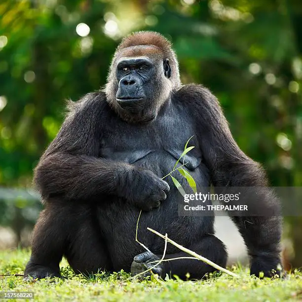 5 Essential Tips for an Awesome Gorilla Trekking Safari 1 Explore Africa on a gorilla trekking safari
