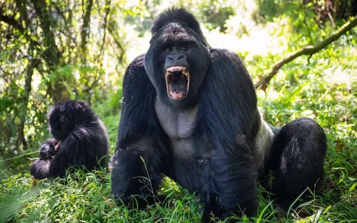 gorillas