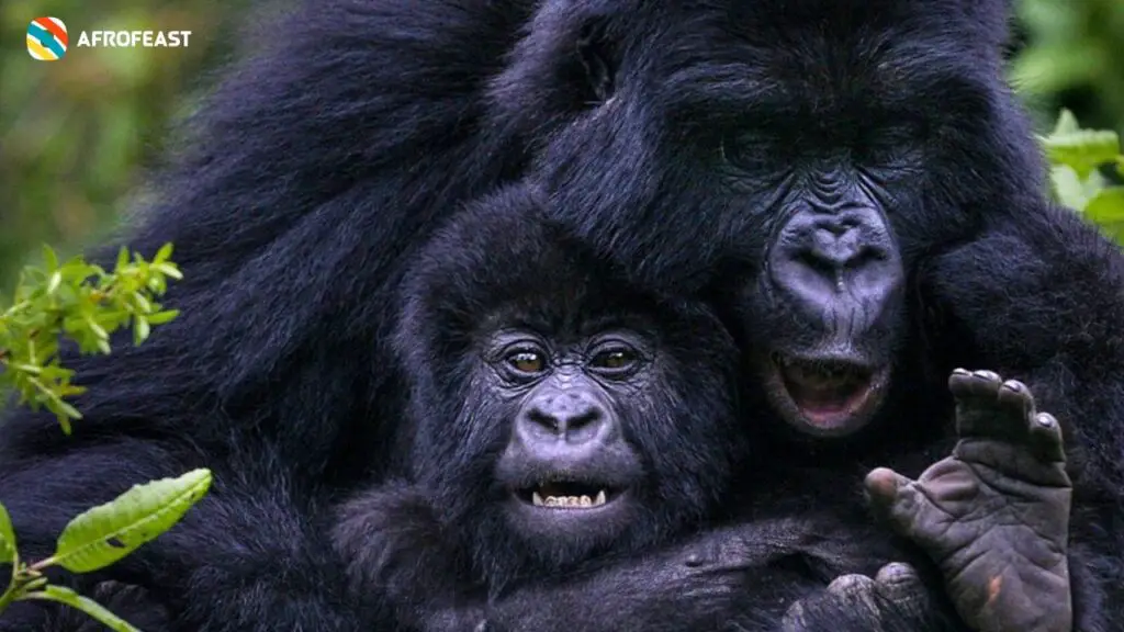 Gorillas in Uganda